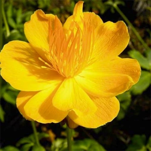 Trollius Golden Queen
